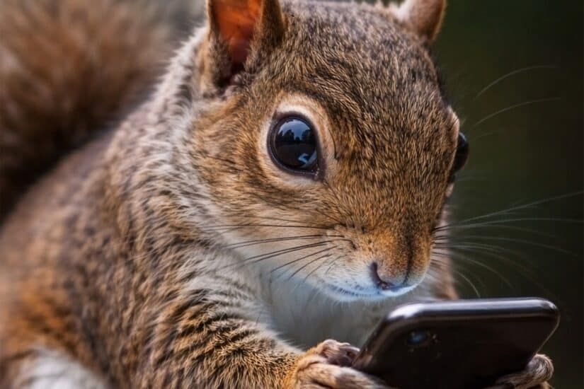 Our attention spans are now shorter than a squirrel on crack